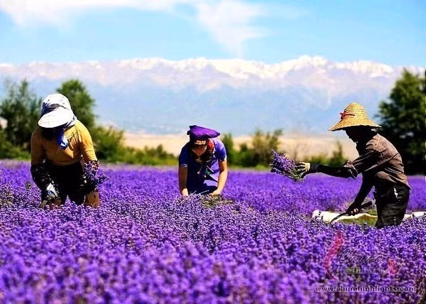 5. Thung lũng Y Lê, Tân Cương (Trung Quốc): Điều đặc biệt thú vị tại thung lũng này là bạn được tận mắt chiêm ngưỡng những cánh đồng tím biếc của loài hoa nổi tiếng châu Âu. Từ duy nhất bạn có thể thốt lên ở đây là "tuyệt diệu".