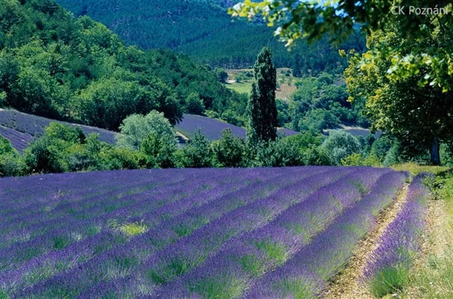 1. Vùng Provence (Pháp) được mệnh danh là xứ sở hoa oải hương.