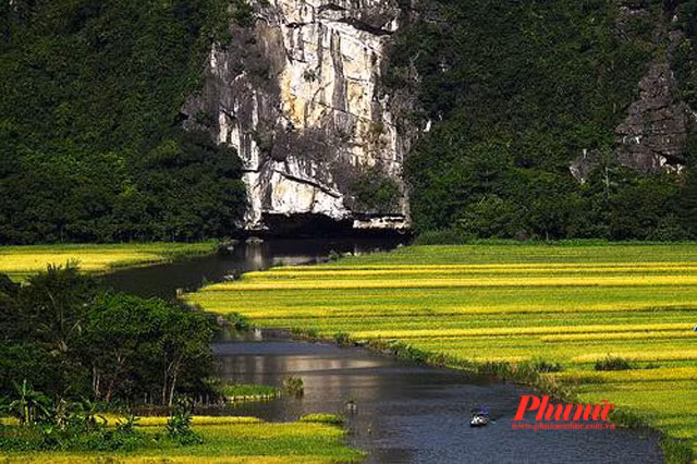 Hàng năm, mỗi dịp tháng 6 - 7 về, đồng lúa ở quần thể danh thắng Tam Cốc lại hiện lên như một bức tranh với những mảng màu vàng, xanh rực rỡ. Ảnh: Báo Phụ Nữ.