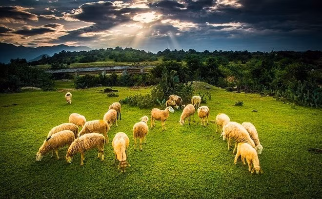  Đồi cát Nam Cương thuộc địa bàn của ấp Tuấn Tú, xã An Hải, huyện Ninh Phước tỉnh Ninh Thuận, cách TP Phan Rang khoảng 8 km. Ảnh: BiaSG.