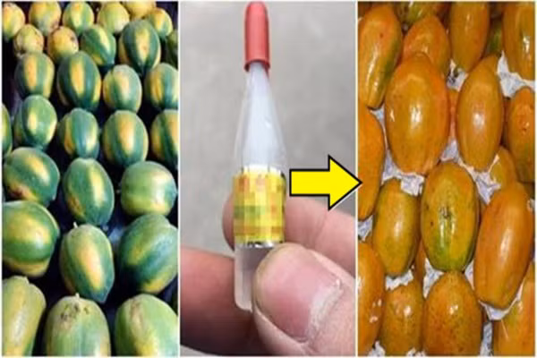 Meo phan biet du du chin tu nhien voi qua bom thuoc chi em can hoc