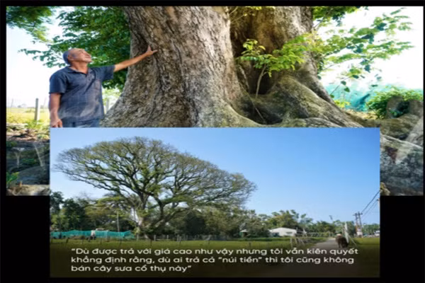 Cay sua 300 nam tuoi, chu duoc tra 'nui tien' van quyet khong ban