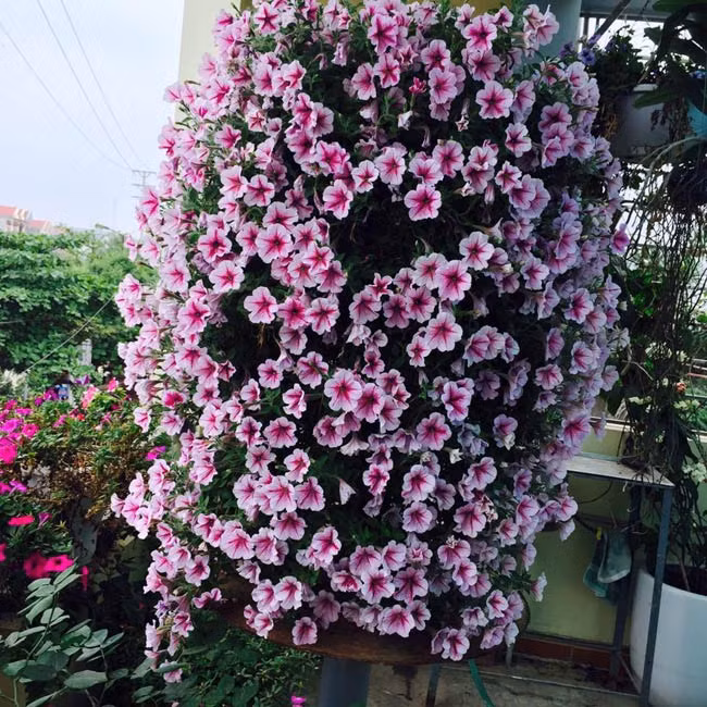 Chậu hoa dạ yến thảo “khủng” được chị Châm để trên ban công, nơi có nhiều nắng, gió nhất. Vì sắc hoa nổi bật, chậu hoa lại quá lớn nên bất cứ ai ngang qua nhà chị đều phải ngước nhìn, một số người thích quá còn dừng chân lại để chụp ảnh.