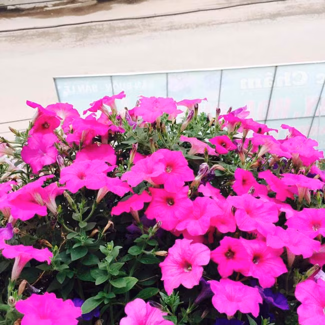 Chị Châm cho hay, dạ yến thảo là loại hoa khó tính nên từ khâu chọn giống, trồng, chăm sóc đều phải cẩn thận. Chị thường chọn giống hoa F1 siêu rủ xuống, tuy đắt hơn nhưng lại dễ sống và cho hoa đẹp hơn.