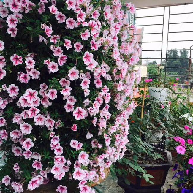 Thế nên, khi được chứng kiến một tháp hoa dạ yến thảo “khổng lồ” cao hơn 1m của bà mẹ Bắc Giang, không ít người ngỡ ngàng. Chị Nguyễn Châm (Bắc Giang) chủ của tháp hoa đặc biệt này đã mất hơn 7 tháng gieo trồng, chăm sóc để có được chậu khoa “khủng” ấy.