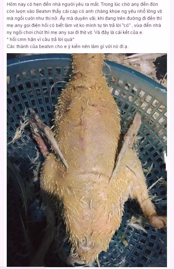 Chú vịt vặt lông này thì vẫn chưa hết lông tơ vì vặt không kỹ.