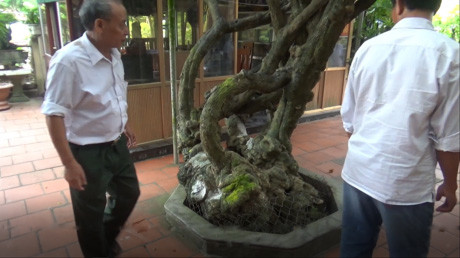 Nhắc đến đại gia cây cảnh ở miền Bắc, phải nhắc đến nghệ nhân sinh vật cảnh (SVC) Nguyễn Công Đồn - Phó chủ tịch hội SVC tỉnh Bắc Giang, chủ tịch hội SVC huyện Lục Ngạn (Bắc Giang). Vị nghệ nhân này có một nhà vườn được xem là đẳng cấp với những cây có giá cao.