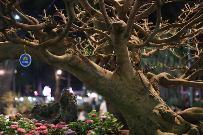 Theo các nghệ nhân, giá trị của cây mai này có thể còn tăng lên nếu đoạt giải tại hội hoa Xuân TP.HCM.