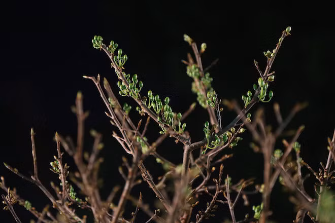 Nụ mai dày đặc trên từng nhánh mai.