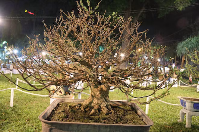 Tại hội hoa xuân TP.HCM, khu vực trưng bày hoa mai có nhiều gốc mai trên 100 năm tuổi được định giá hàng tỉ đồng, trong đó có gốc mai “khủng” được định giá trên 3 tỉ đồng. Đây là gốc mai của nghệ nhân Phan Văn Hớn (tỉnh Đồng Tháp) với tán cây tỏa đều các hướng, trông vô cùng cân đối.