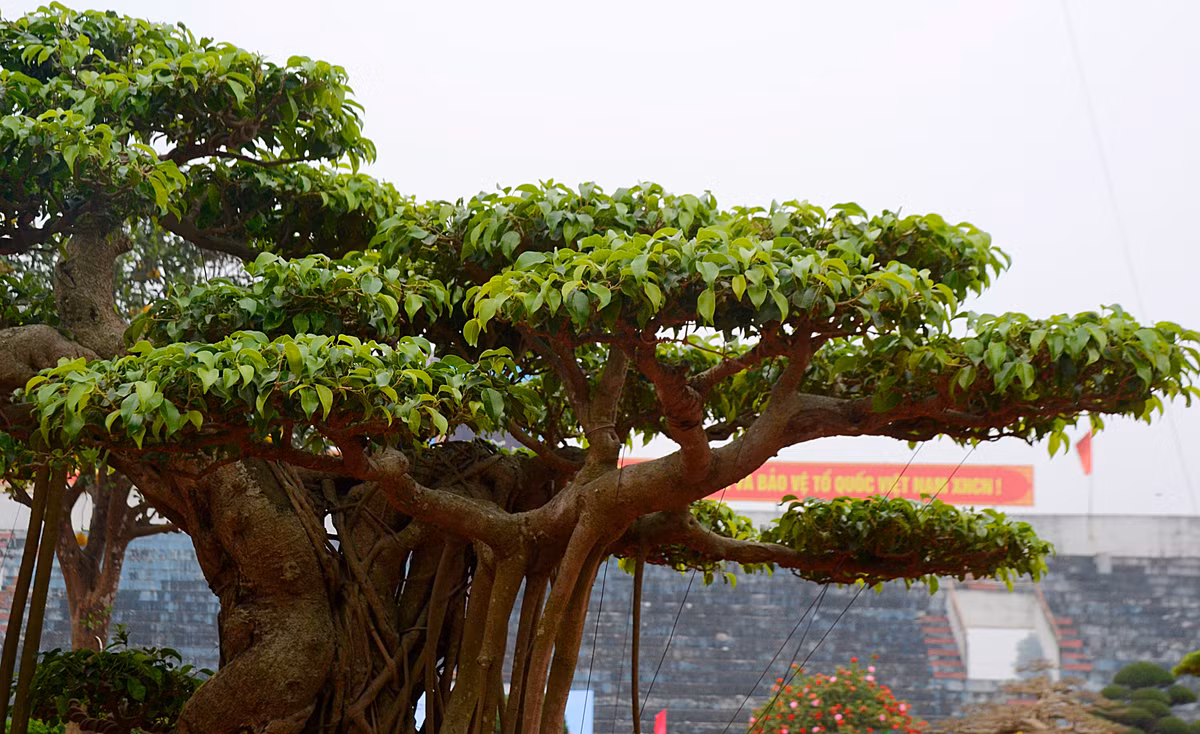 Cây sanh cổ cao khoảng 3m, tán rộng khoảng 2.5m.