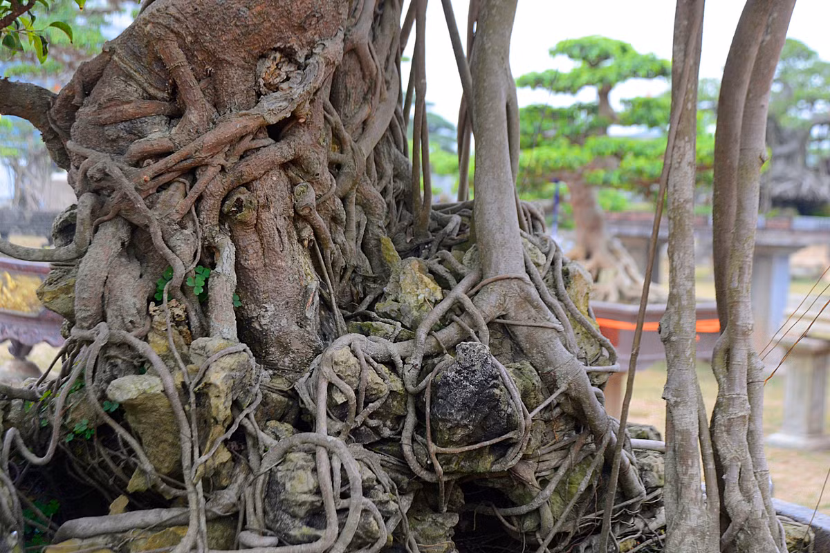Rễ cây chằng chịt cho thấy dấu tích của thời gian.