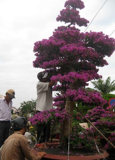 Còn chủ nhân của tuyệt tác cây hoa giấy hình ‘thác đổ’ cao khoảng hơn 4m, tỏa bóng rộng gần 4m, nở hoa kín từ trên xuống dưới là bà Trần Thị Đèo (54 tuổi, trú tại P.An Khánh, Q.Ninh Kiều). Ảnh: Vietnamnet.