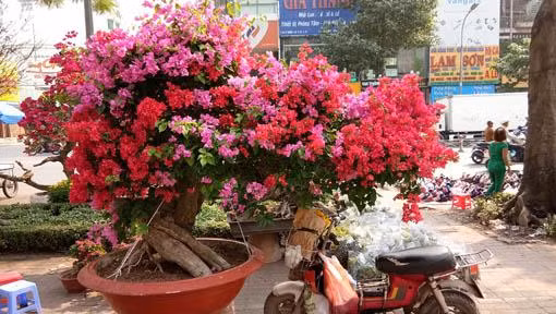 Chậu hoa giấy 19 triệu đồng khiến nhiều người mê mẩn. Ảnh: Dân Việt.