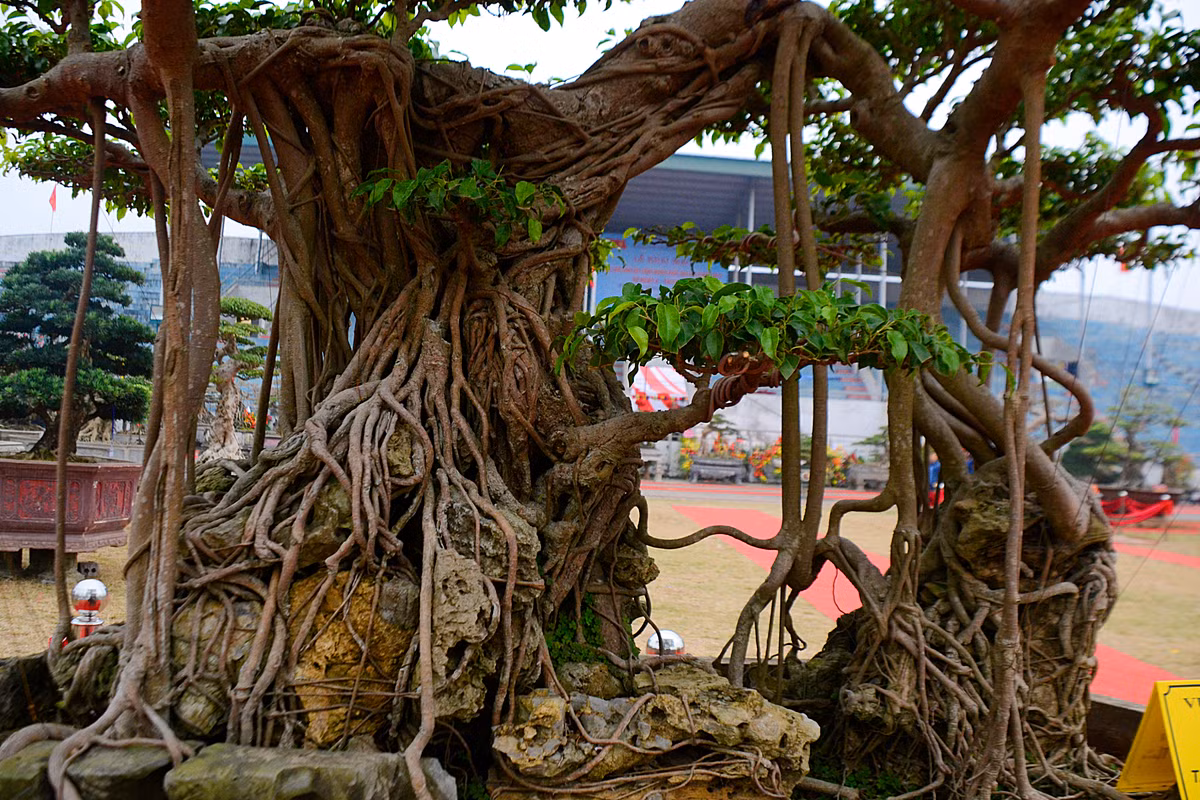Bộ rễ của cây sanh ôm chọn khối đá lớn.