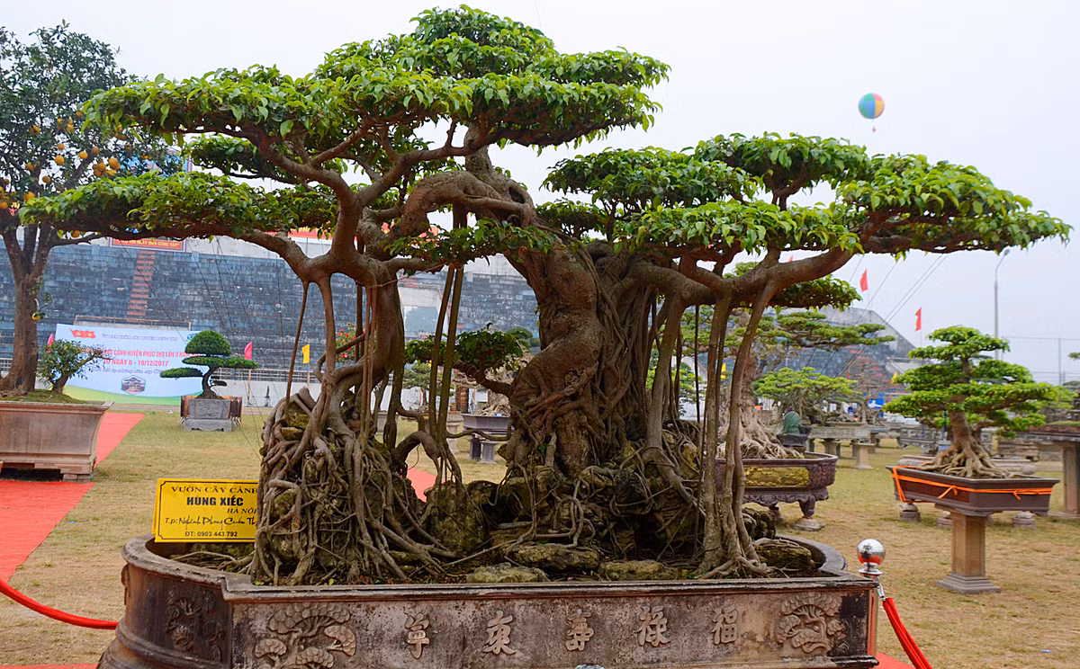 Thoạt nhìn tác phẩm "Nghênh phong cuốn thủy" là một tiểu cảnh với một cây sanh leo bám rễ chằng chịt ôn trọn hòn non bộ cỡ lớn.
