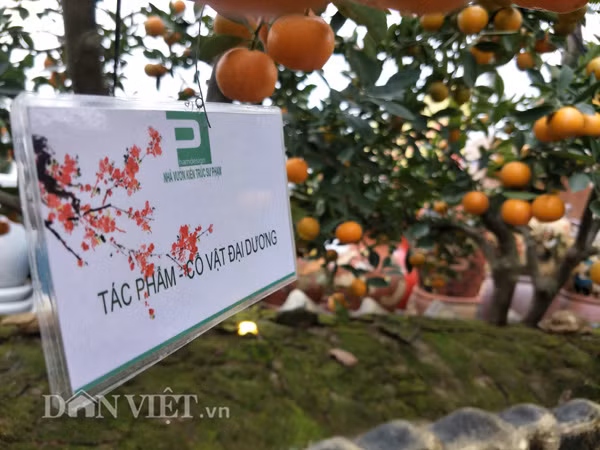 Các cây quất trong tuyệt phẩm "Cổ vật đại dương" đang vào độ chín rộ đẹp rực rỡ.