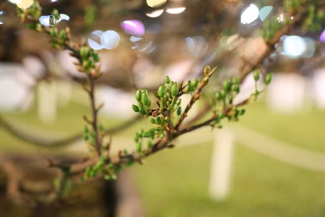 Ghi nhận của PV vào tối 25 Tết (ngày 10/2), những nụ mai vẫn đang xanh tươi chờ nở, có thể sẽ bung nhiều nhất vào đúng sáng mùng 1 Tết (ngày 16/2).