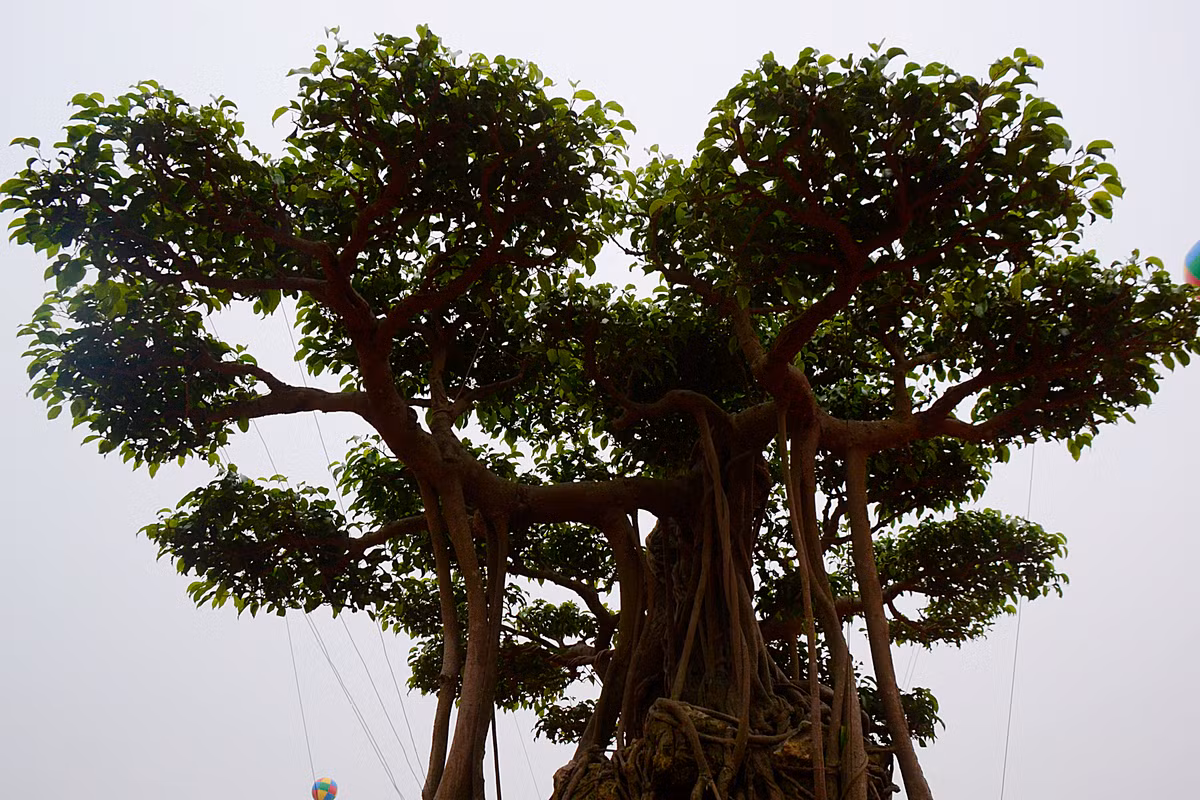 Điểm nhấn ở tác phẩm này chính là việc tạo bộ tay tán.