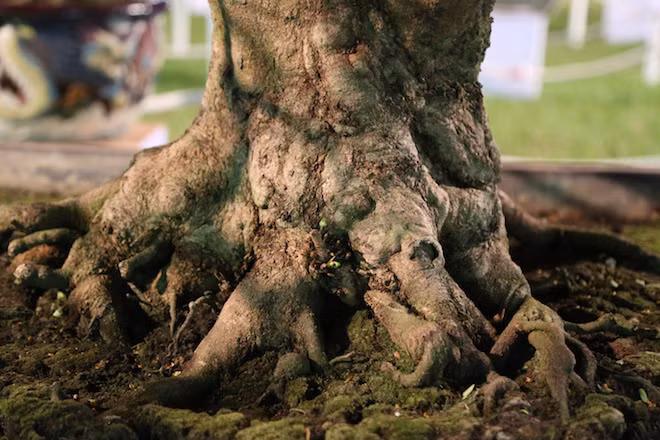 Gốc mai to lớn với bộ rễ xum xuê, cứng cáp.