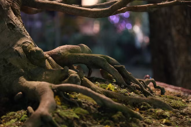 Bộ rễ trông như những ngón tay “ma thuật” của phù thủy khi “bò” ra từ thân cây rồi cắm xuống đất.