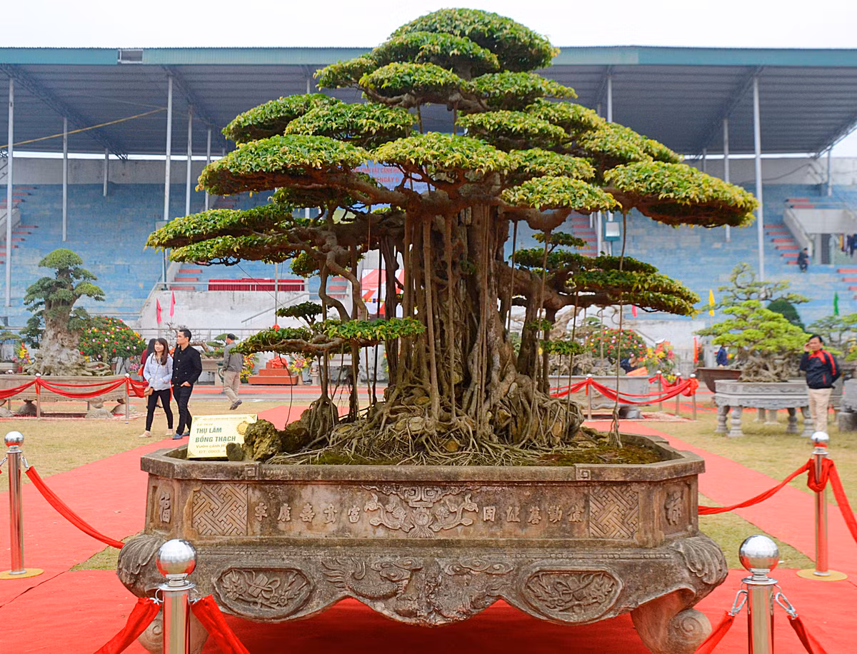 Tác phẩm cây sanh cổ "Thụ lâm bồng thạch"của nghệ nhân Chu Mạnh Hùng có tuổi đời khoảng 150 năm.