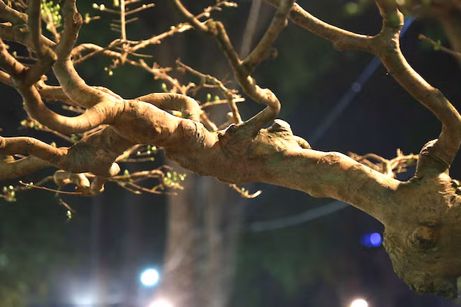 Một nhánh mai to khỏe của cây mai 3 tỉ đồng.