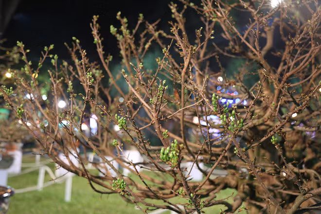 Qua bàn tay “ma thuật” của nghệ nhân, các cành mai đều có xu hướng hướng chếch lên trên tạo nên một cây mai hoàn chỉnh cực đẹp mắt.