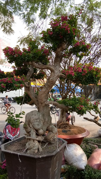 Còn chậu hoa giấy Mỹ có dáng "quái vật" này được định giá tới 40 triệu đồng đã được một đại gia đặt mua.