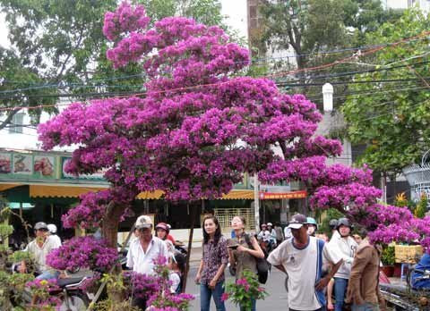 Gia đình vị đại gia này đã đưa ra giá khởi điểm cho cây hoa giấy độc lạ là 90 triệu đồng vào năm 2013. Ảnh: Vietnamnet. 