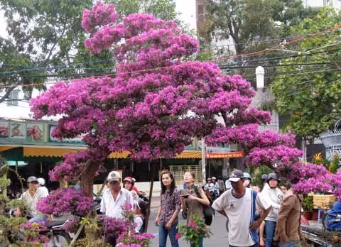 Gia đình vị đại gia này đã đưa ra giá khởi điểm cho cây hoa giấy độc lạ là 90 triệu đồng vào năm 2013. Ảnh: Vietnamnet. 