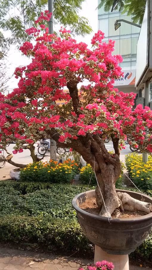 Ngoài cây hoa giấy trên, anh Cường còn có nhiều chậu bonsai hoa giấy khác với giá khủng, điển hình như cây này có giá khoảng 30 triệu đồng. Ảnh: Dân Việt.