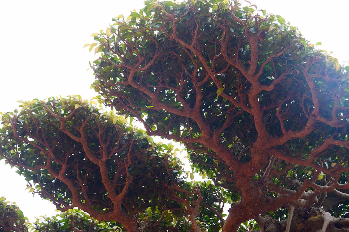 Sự hòa quyện giữa cây và đá trở thành một mối khăng khít không tách rời, càng tôn vinh vẻ đẹp của cây. Theo anh Hùng, cây sanh cổ này được nhiều đại gia định giá tới tiền tỷ nhưng anh vẫn không muốn bán vì nó quá quý hiếm.