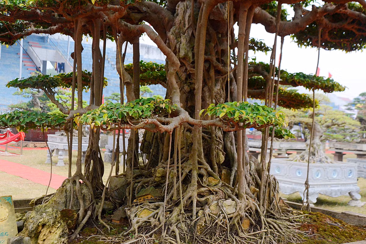 Dường như tuổi tác đã làm cho gốc rễ, thân cành của cây chùn ngắn lại. Ngược lại, lớp vỏ cây sần sùi hơn và rêu phong cũng phủ kín hơn...