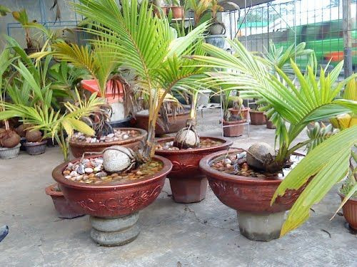 Ảnh: pinterest.co.uk.