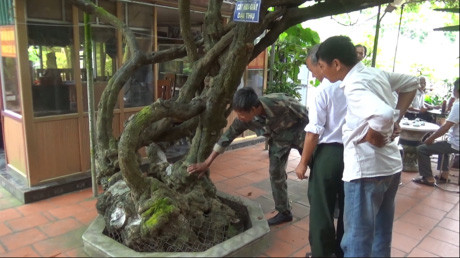 Hiện tại nhà ông Đồn có cây hoa giấy được cho là có giá tiền tỷ nhưng chưa bán. Được biết, lúc trước có người ở Quảng Tây (Trung Quốc) sang thăm nhà vườn đã trả 2 tỷ đồng cho cây hoa giấy này. Ảnh: Vietnamnet.