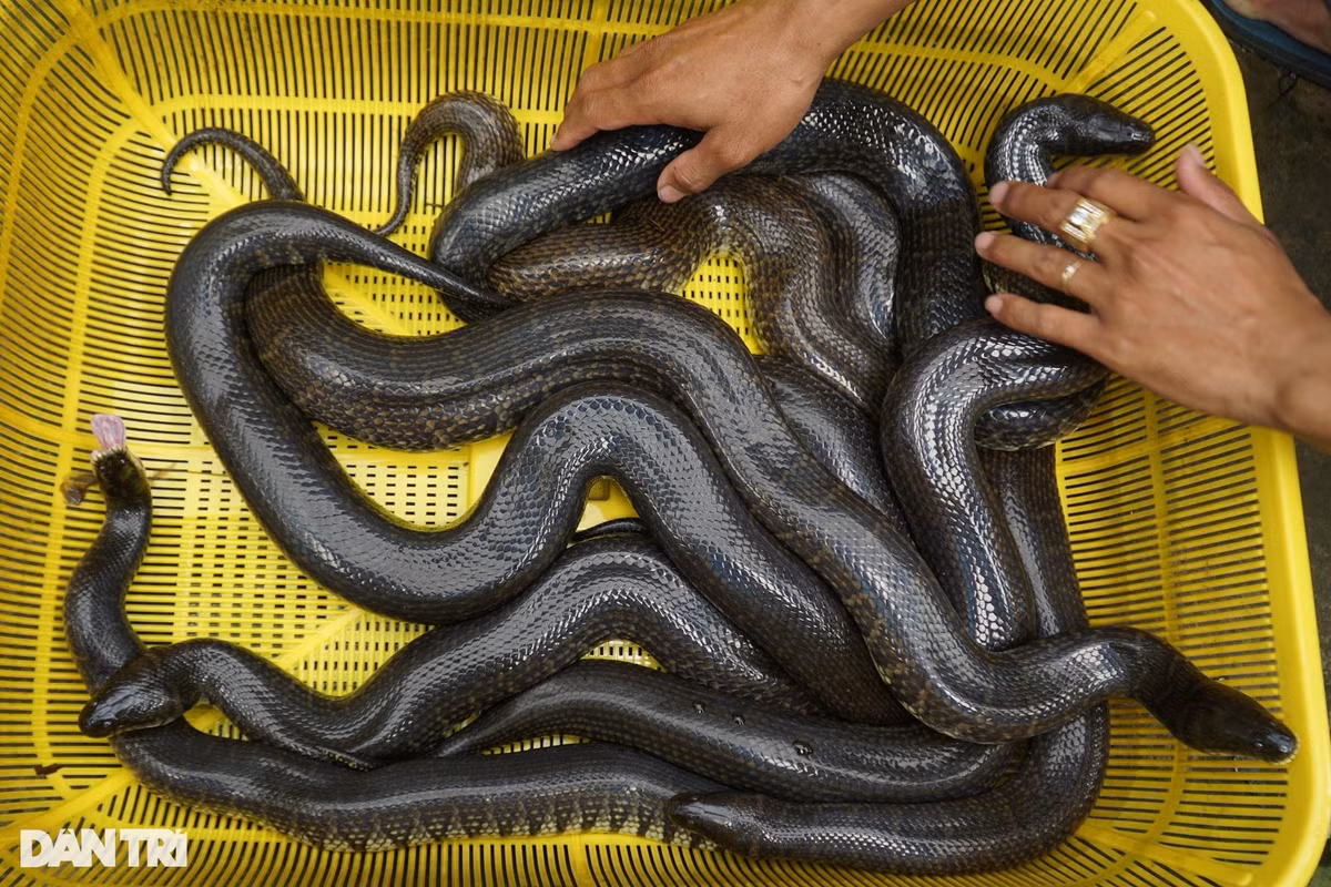 Co ngoi tien ty bo nhung nhuc cua anh trai mien Tay-Hinh-2