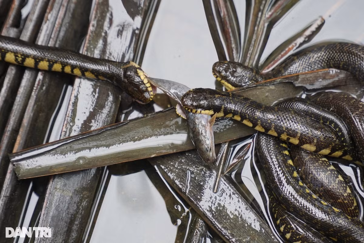 Co ngoi tien ty bo nhung nhuc cua anh trai mien Tay-Hinh-3