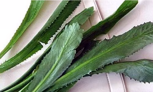 Kham pha cong dung tuyet voi cua rau mui tau