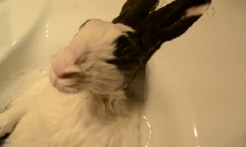 Clip tho tam nhu nguoi gay sot mang