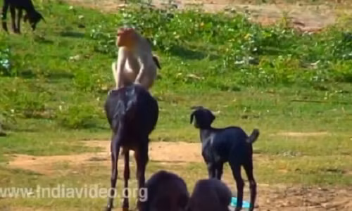 Hình ảnh khỉ trêu dê.