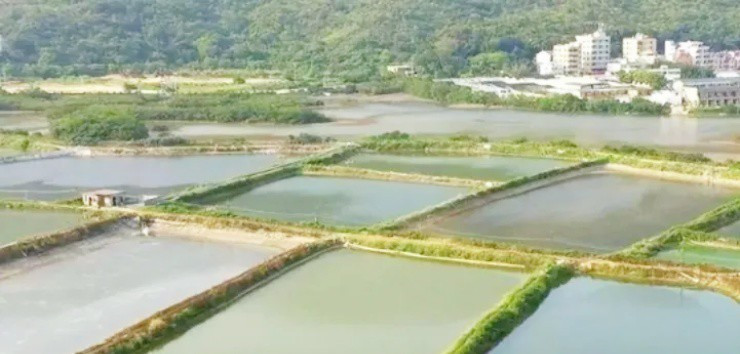 Thu nhập tiền tỷ nhờ nuôi cá trắm cỏ - Hình 2 Thu nhap tien ty nho nuoi ca tram co-Hinh-2