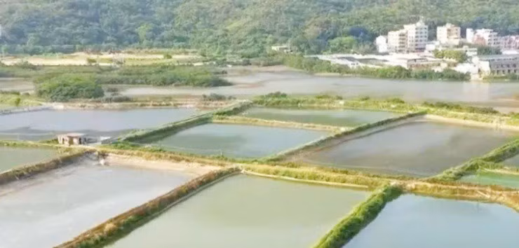 Thu nhập tiền tỷ nhờ nuôi cá trắm cỏ - Hình 2 Thu nhap tien ty nho nuoi ca tram co-Hinh-2