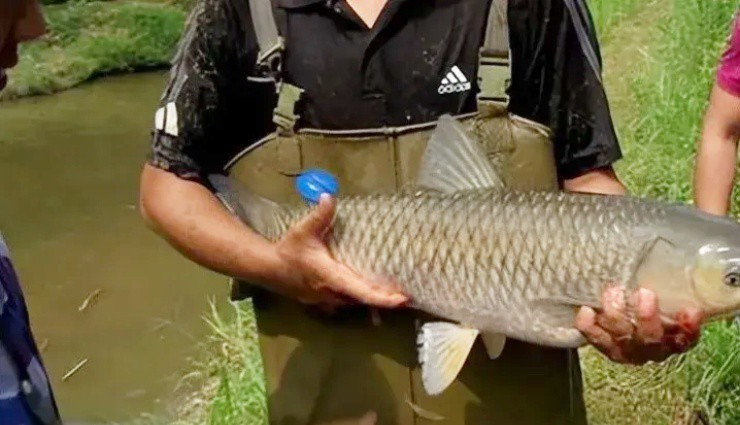 Thu nhập tiền tỷ nhờ nuôi cá trắm cỏ - Hình 3 Thu nhap tien ty nho nuoi ca tram co-Hinh-3