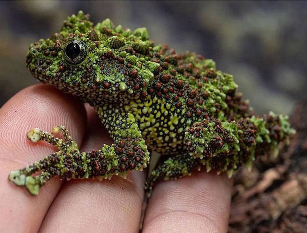 Ếch cây sần Bắc Bộ Vietnamese (Mossy Frog): Loài ếch này được tạp chí giải trí Bored Panda vinh danh là "bậc thầy ngụy trang". Điểm nổi bật của loài ếch này là bộ da sần, có đốm như rêu. Chúng được tìm thấy ở miền Bắc Việt Nam.