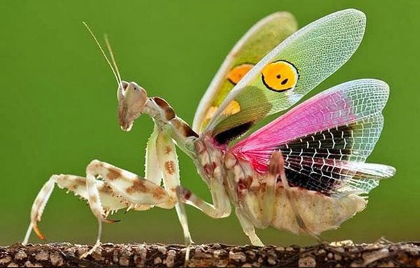 Bọ ngựa cánh xanh (Creobroter gemmatus): Điểm nổi bật là hai đốm mắt màu vàng viền đen rất nổi bật ở mặt cánh trên. Lớp cánh trong của chúng giống như một tác phẩm nghệ thuật của tạo hóa. Tại Việt Nam, loài bọ ngựa cánh xanh này phân bố ở Phú Thọ, sống ở độ cao trên 1.000m.