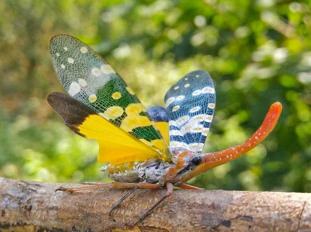 Ve sầu vòi voi cánh vàng (Pyrops caldelaria) sở hữu đôi cánh lung linh sắc màu. Loài này có khả năng bật nhảy rất nhanh. Chúng sống nhiều trong các khu rừng ở Đồng Nai, Bình Phước và thường xuất hiện khi có những cơn mưa đầu mùa lúc trời tối.