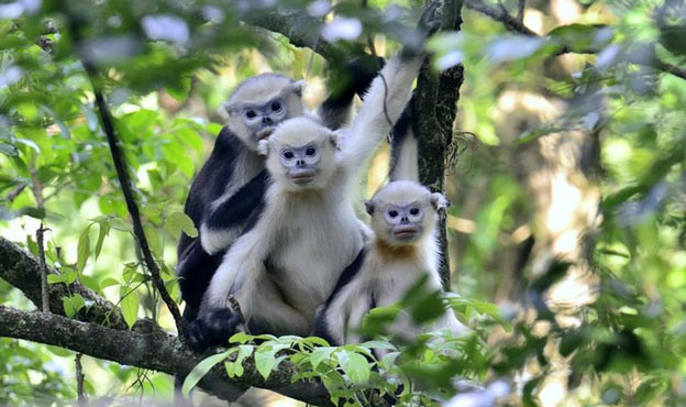 Voọc mũi hếch Bắc Bộ (Rhinopithecus avunculus) hay cà đác, Voọc mũi hếch Bắc Bộ có khuôn mặt khá hài hước với mũi và môi màu hồng, quanh mắt màu xanh. Loài động vật linh trưởng này được tìm thấy ở độ cao 200 đến 1.200m trong những khu rừng ở Quảng Ninh, Cao Bằng, Hà Giang, Tuyên Quang, Yên Bái.