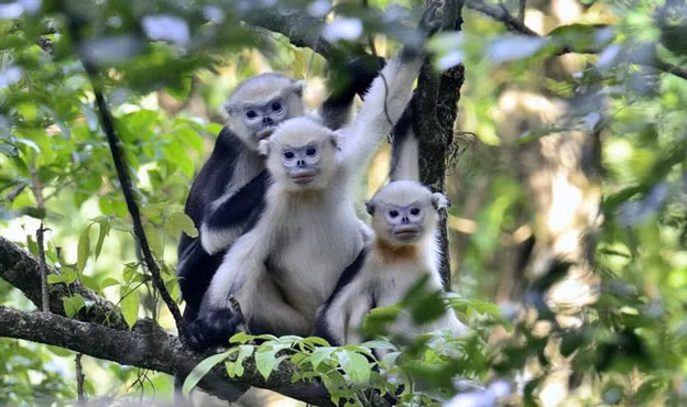 Voọc mũi hếch Bắc Bộ (Rhinopithecus avunculus) hay cà đác, Voọc mũi hếch Bắc Bộ có khuôn mặt khá hài hước với mũi và môi màu hồng, quanh mắt màu xanh. Loài động vật linh trưởng này được tìm thấy ở độ cao 200 đến 1.200m trong những khu rừng ở Quảng Ninh, Cao Bằng, Hà Giang, Tuyên Quang, Yên Bái.