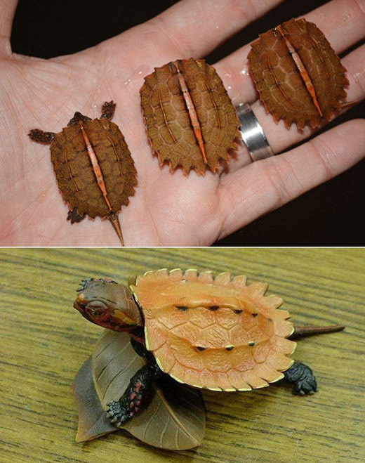 Rùa lá ngực đen (Vietnamese leaf turtle) là một trong những loài rùa nhỏ nhất trên thế giới. Khi trưởng thành, rùa đực chỉ đạt chiều dài từ 7 đến 11cm, nặng 90 - 125 gram, rùa cái khoảng 150-190 gram. Loài này phân bố ở miền Bắc Việt Nam, sống trên sườn núi đá vôi có suối chảy.